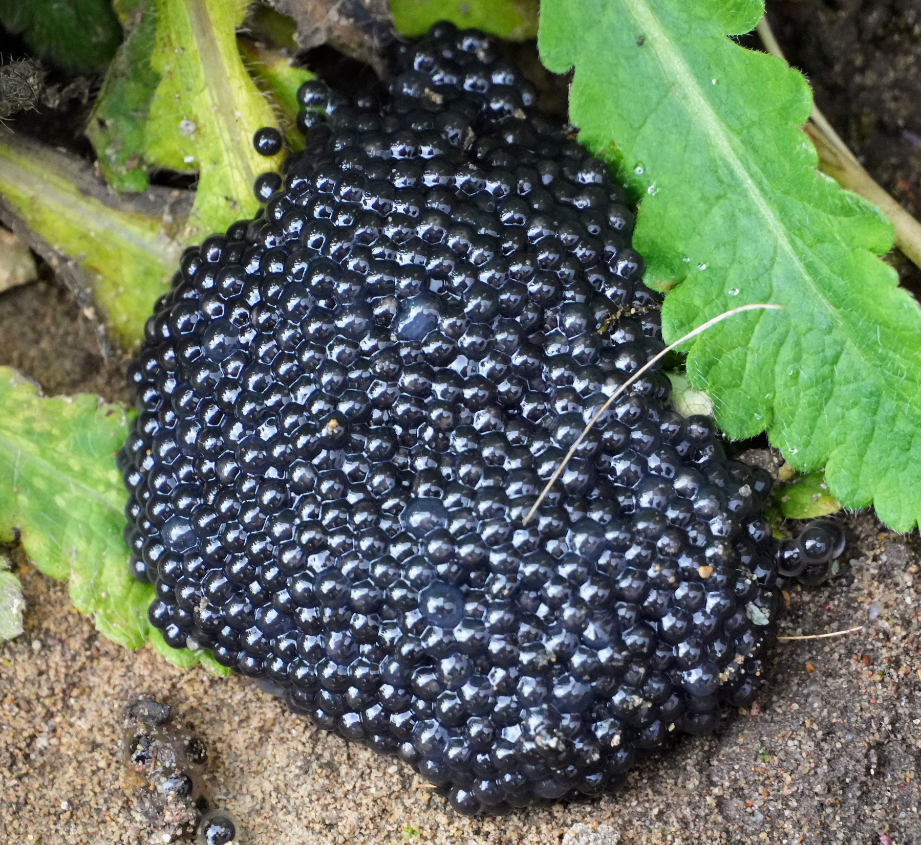 Frogs Eggs